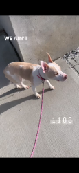 Lost Female Dog last seen Near precinct Staten island, Staten Island, NY 10307