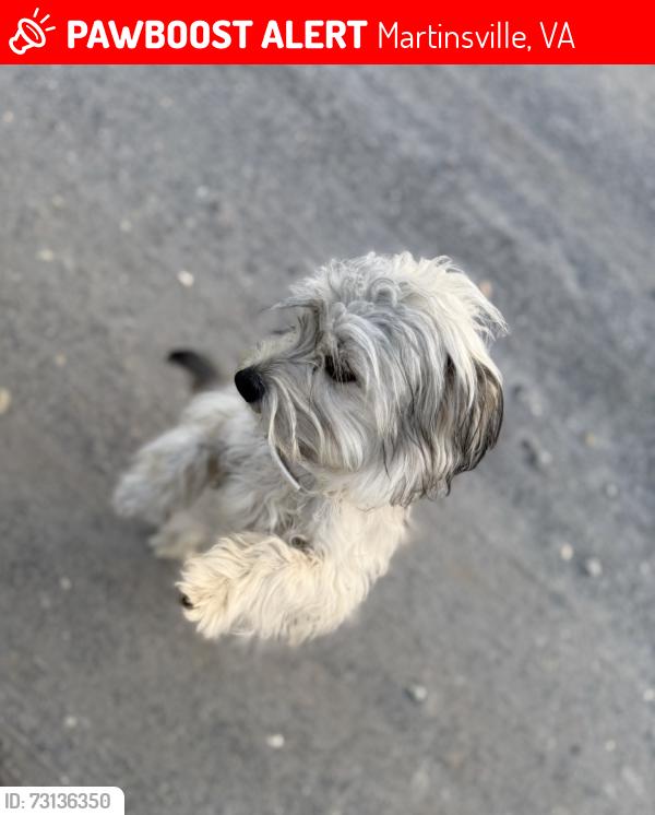 Lost Male Dog last seen Lewis rd, Martinsville, VA 24112