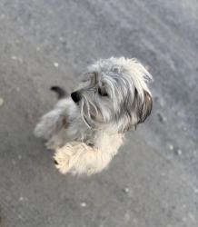 Lost Male Dog last seen Lewis rd, Martinsville, VA 24112