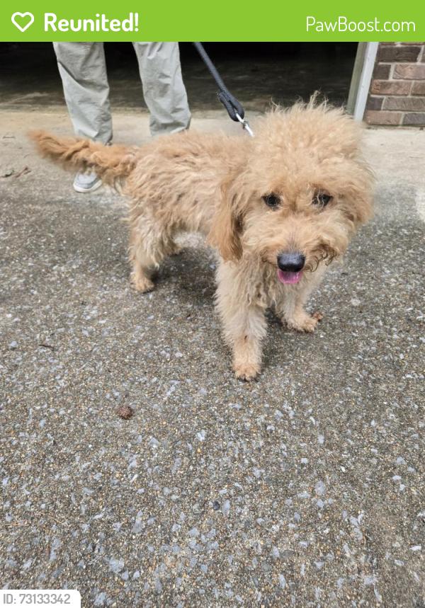 Reunited Male Dog last seen Hillsdale Cr. & Harrison Pike, Chattanooga, TN 37416