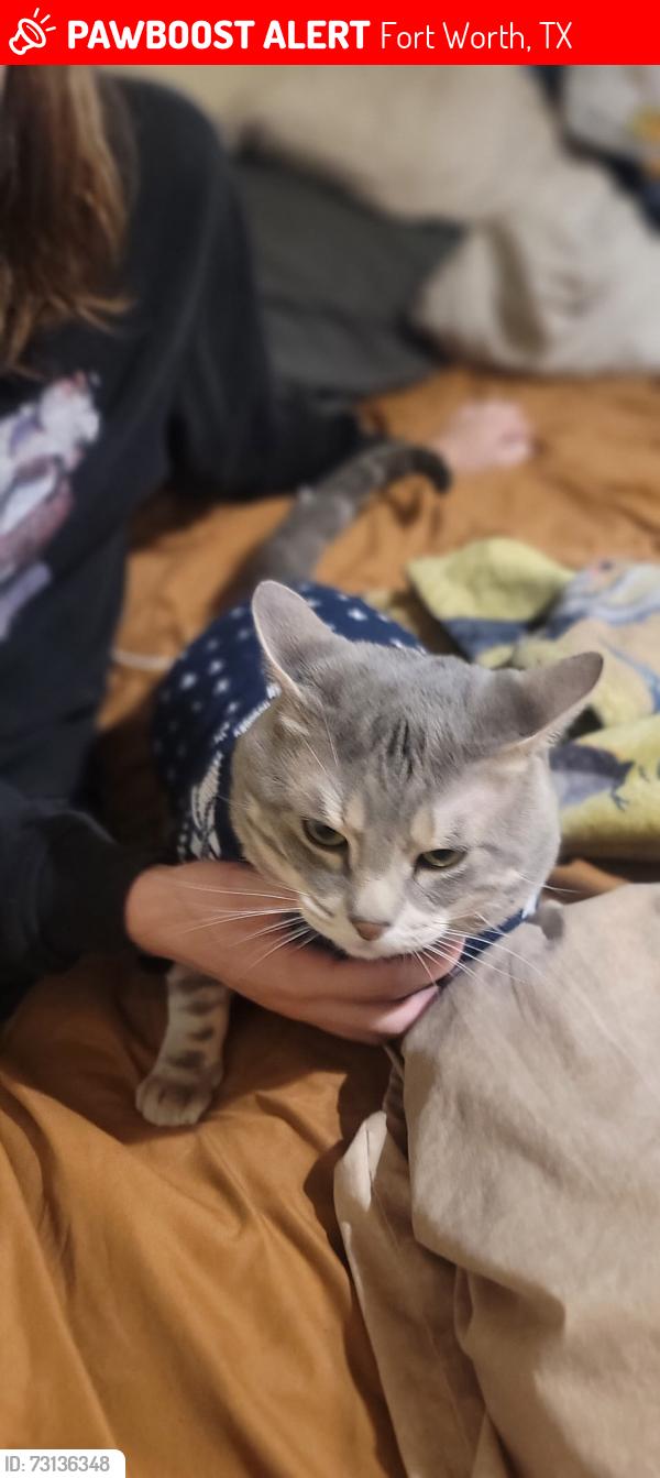 Lost Male Cat last seen I-20 and Hemphill, Fort Worth, TX 76115