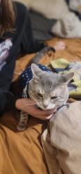 Lost Male Cat last seen I-20 and Hemphill, Fort Worth, TX 76115