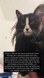 Found/Stray Male Cat last seen 5th and Oregon near TD Bann, Philadelphia, PA 19148