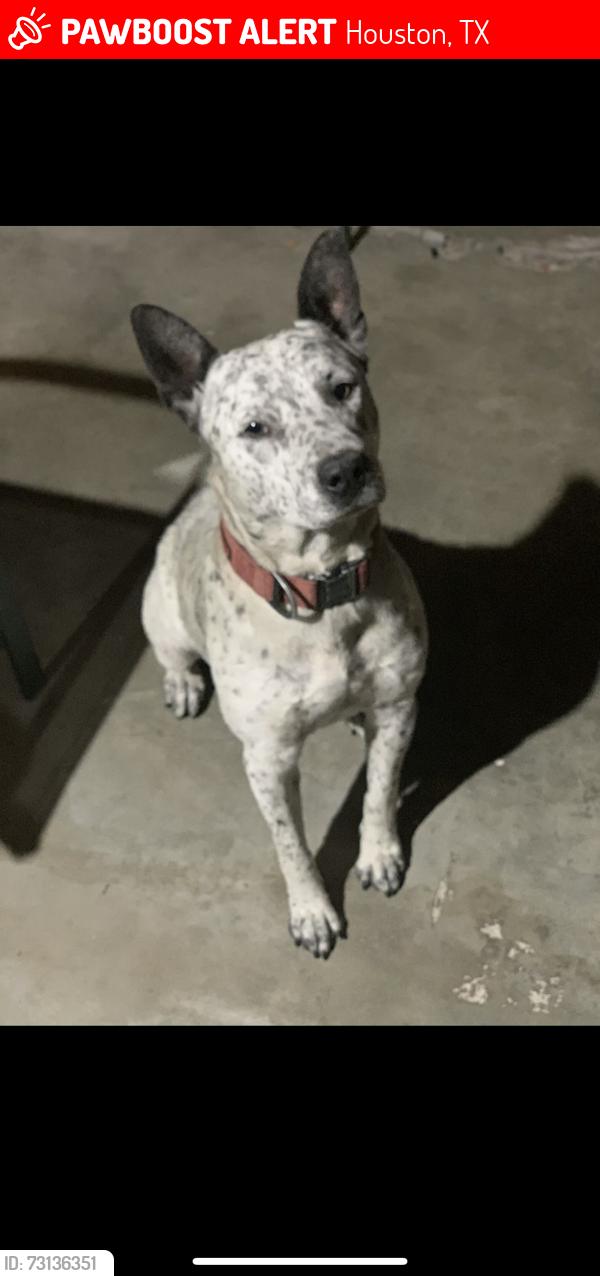 Lost Male Dog last seen Lyons and Lockwood St, Houston, TX 77020