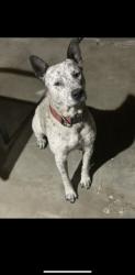 Lost Male Dog last seen Lyons and Lockwood St, Houston, TX 77020