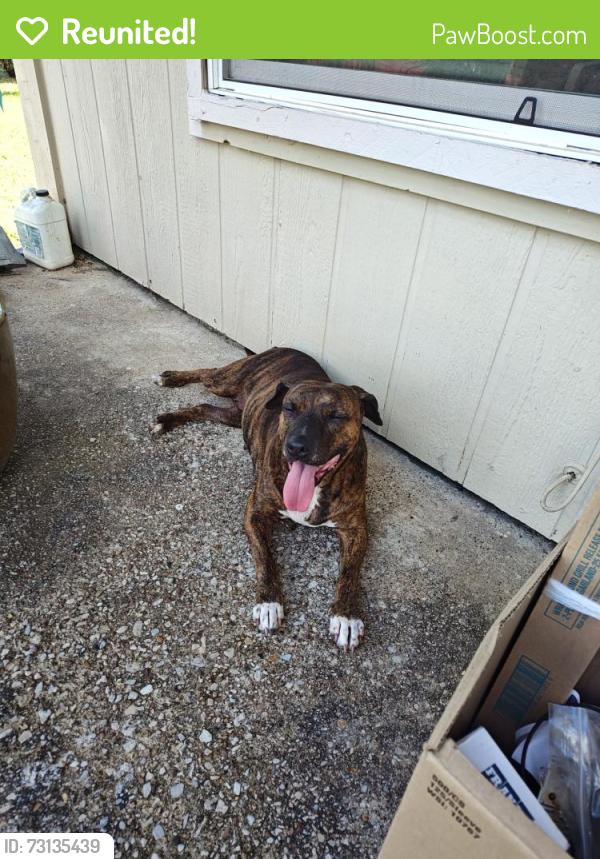 Reunited Female Dog last seen Lancaster, Fort Worth, TX 76112