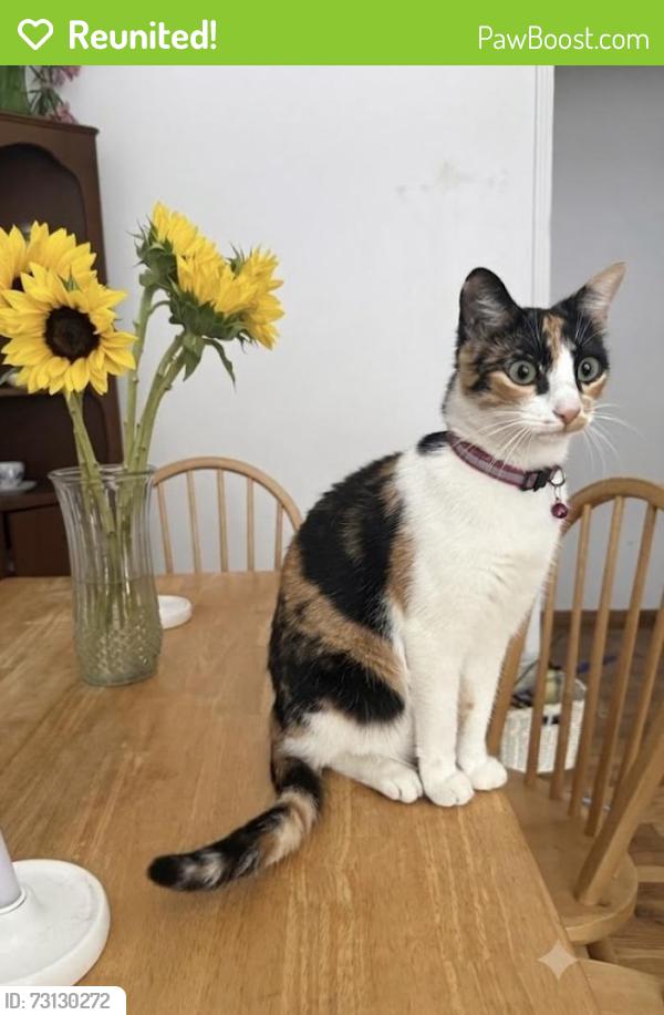 Reunited Female Cat last seen Near morrissey blvd, Santa Cruz, CA 95062