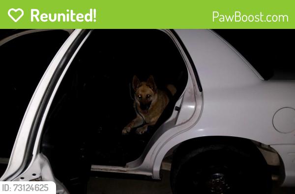 Reunited Female Dog last seen Nees and Fowler, Clovis, CA 93611