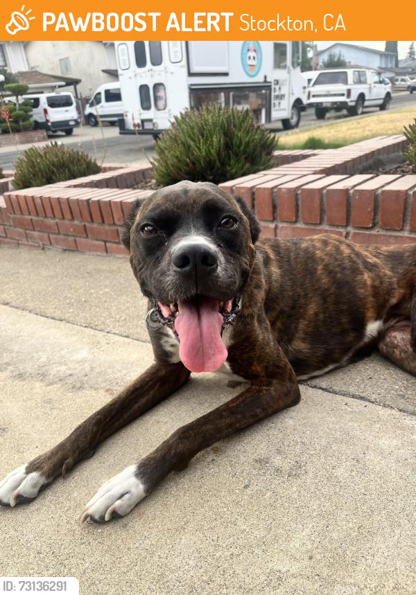 Found/Stray Unknown Dog last seen Otto drive and Colington Pl, Stockton, CA 95209