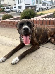 Found/Stray Unknown Dog last seen Otto drive and Colington Pl, Stockton, CA 95209