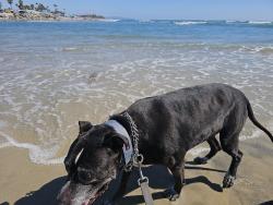 Reunited Male Dog last seen Calavera, Oceanside, CA 92056