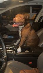 Found/Stray Male Dog last seen Lodge Cir and Spring hill drive, Spring Hill, FL 34606