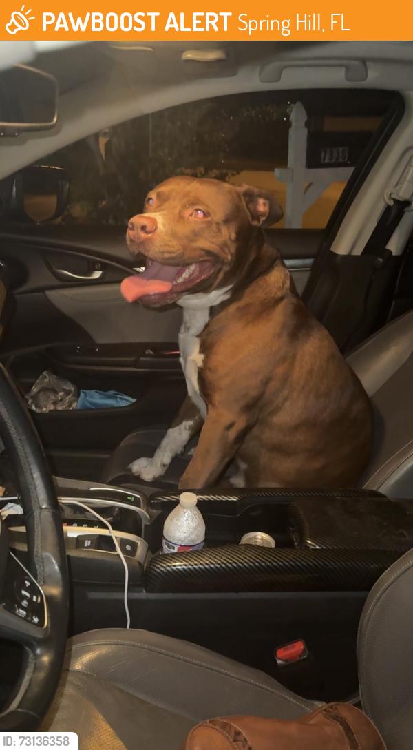 Found/Stray Male Dog last seen Lodge Cir and Spring hill drive, Spring Hill, FL 34606