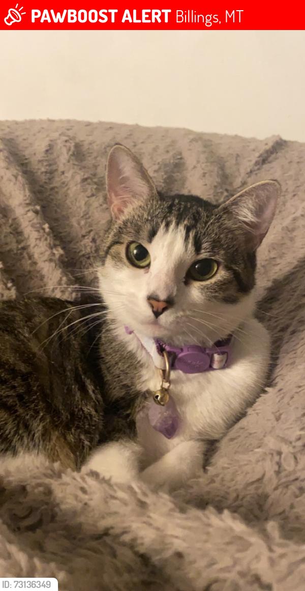 Lost Female Cat last seen Jim street intersecting almond street, Billings, MT 59101