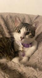 Lost Female Cat last seen Jim street intersecting almond street, Billings, MT 59101