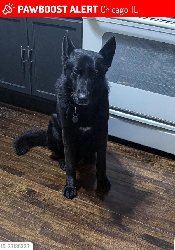 Lost Male Dog last seen North Lawler & North Laramie ave, Chicago, IL 60651