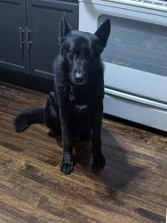Lost Male Dog last seen North Lawler & North Laramie ave, Chicago, IL 60651