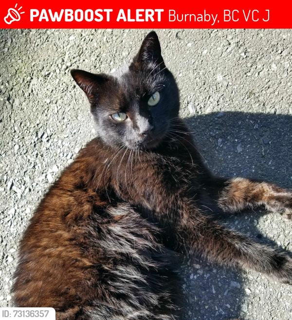 Lost Female Cat last seen Esmond Ave and Albert Street, Burnaby, BC V5C 4J5
