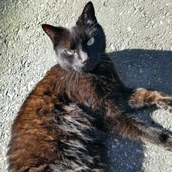 Lost Female Cat last seen Esmond Ave and Albert Street, Burnaby, BC V5C 4J5