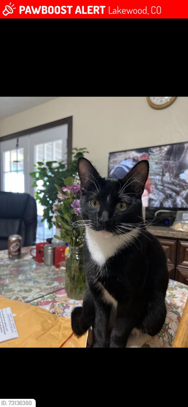 Lost Male Cat last seen Jewell and Wadsworth, Lakewood, CO 80232