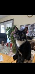 Lost Male Cat last seen Jewell and Wadsworth, Lakewood, CO 80232