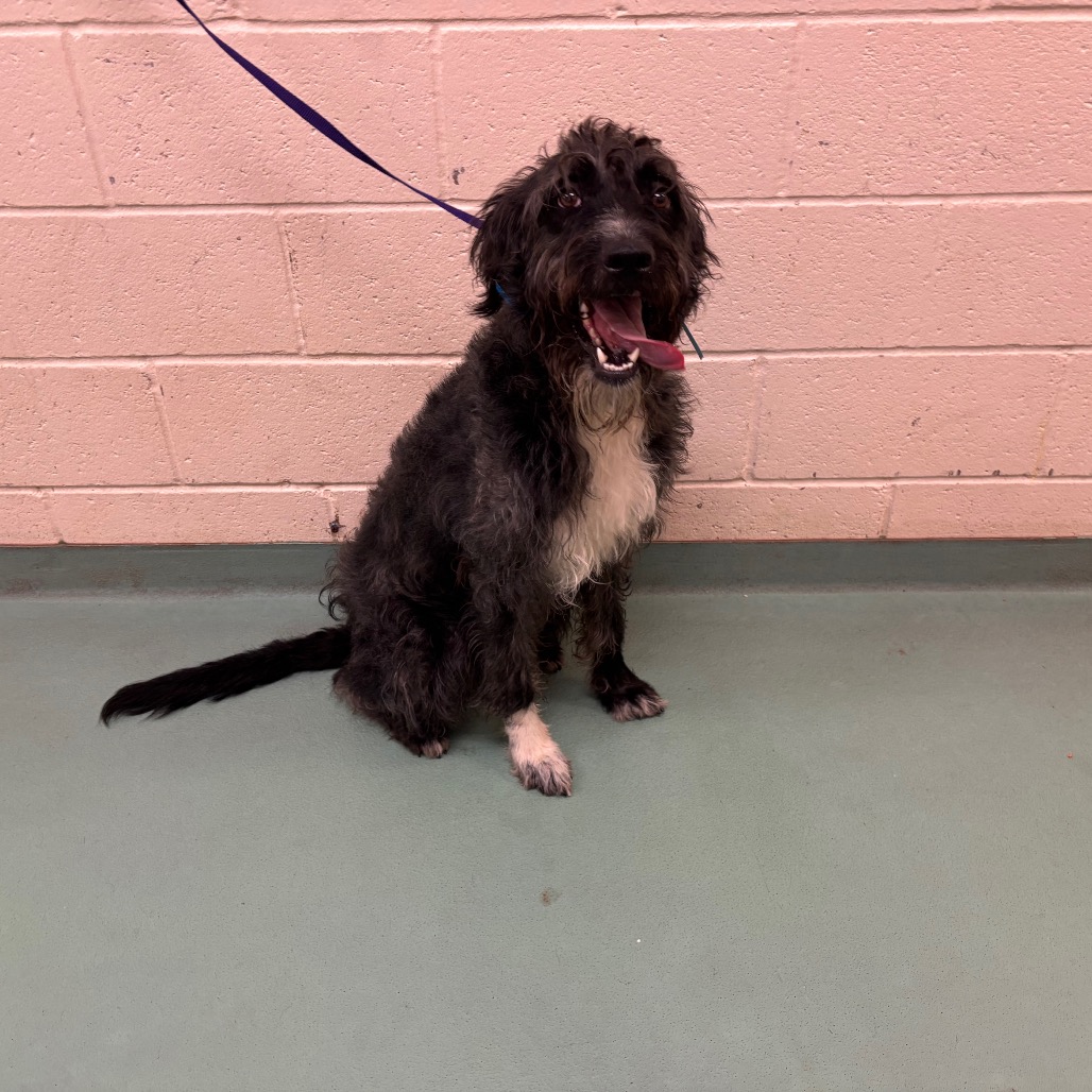 Shelter Stray Male Dog last seen , 2350 Appling City Cove, Memphis, TN 38133, USA
