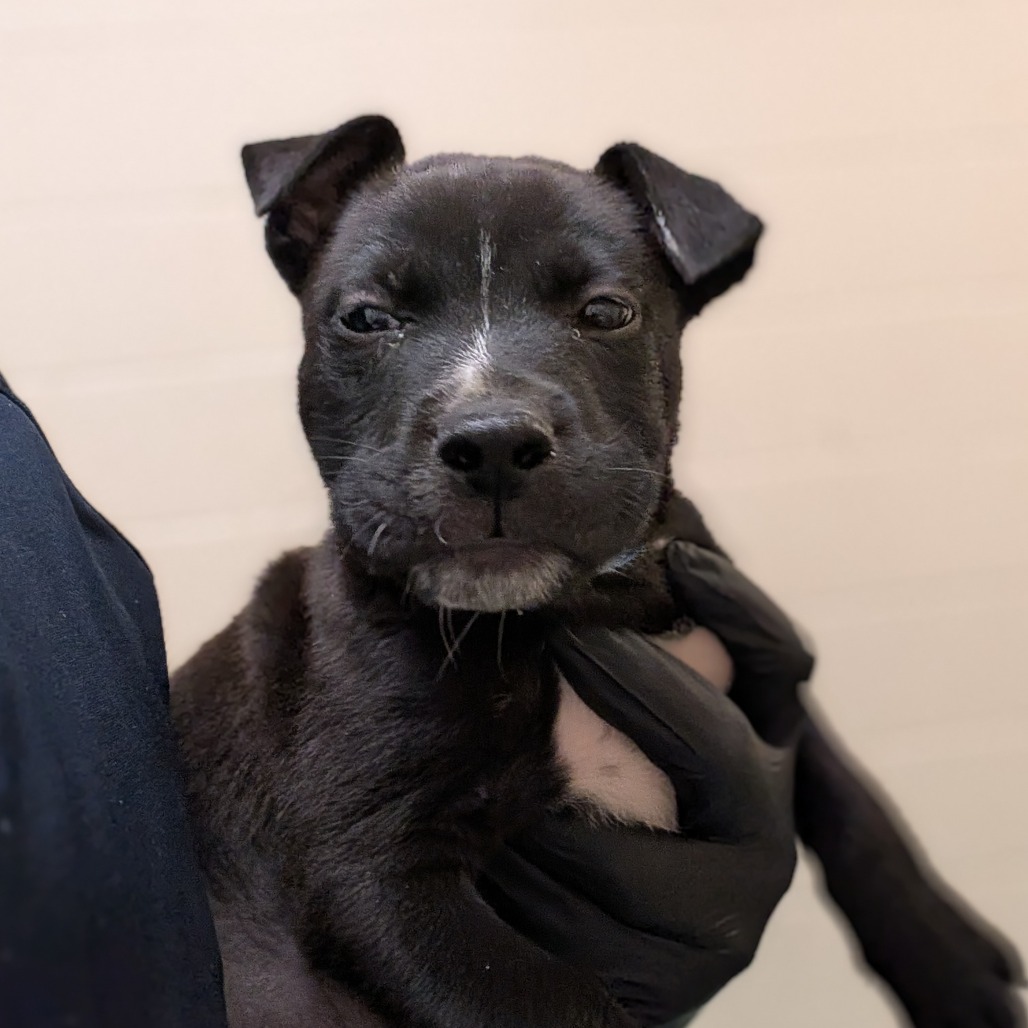 Shelter Stray Male Dog last seen , 2350 Appling City Cove, Memphis, TN 38133, USA