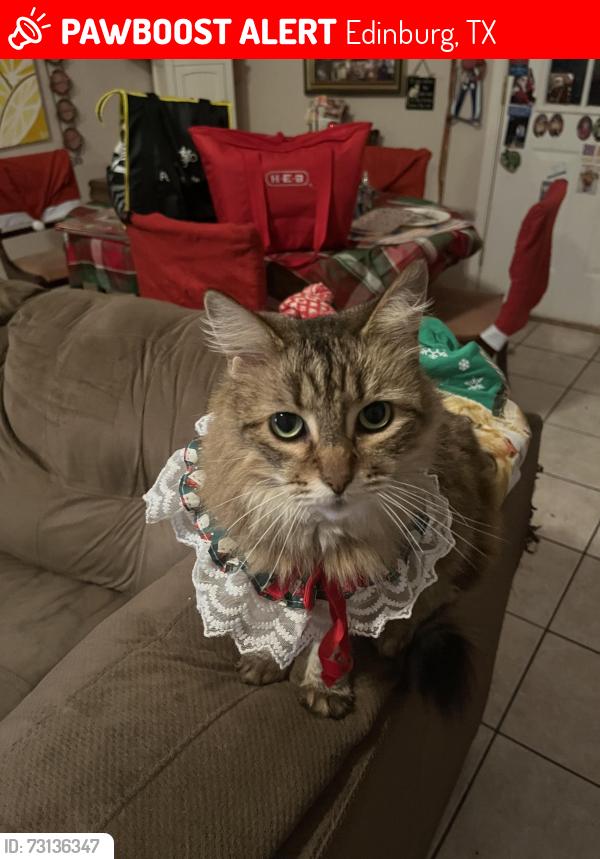 Lost Female Cat last seen Sugar Road and Freddy Gonzalez Walgreens, Edinburg, TX 78539