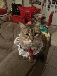 Lost Female Cat last seen Sugar Road and Freddy Gonzalez Walgreens, Edinburg, TX 78539