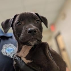 Shelter Stray Male Dog last seen , 2350 Appling City Cove, Memphis, TN 38133, USA