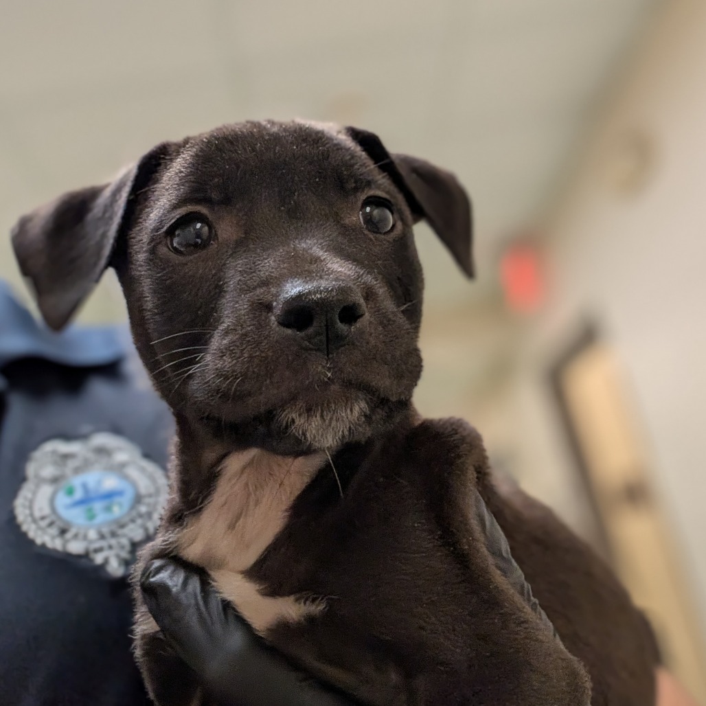 Shelter Stray Male Dog last seen , 2350 Appling City Cove, Memphis, TN 38133, USA