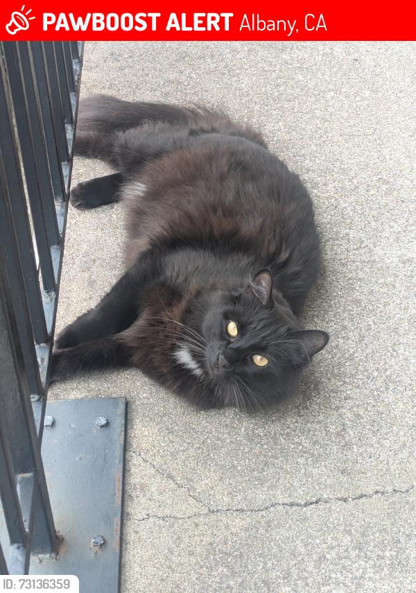 Lost Male Cat last seen brighton, Albany, CA 94706