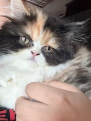 Lost Female Cat last seen San Diego hotel baja, San Diego, CA 92173