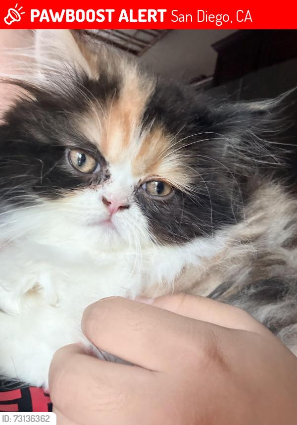 Lost Female Cat last seen San Diego hotel baja, San Diego, CA 92173