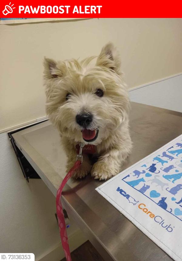 Lost Female Dog last seen Near ST NW Tulalip near Port Susan, Snohomish County, WA 98271