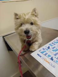 Lost Female Dog last seen Near ST NW Tulalip near Port Susan, Snohomish County, WA 98271