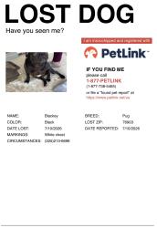Lost Male Dog last seen Avenue L, San Angelo, TX 76903