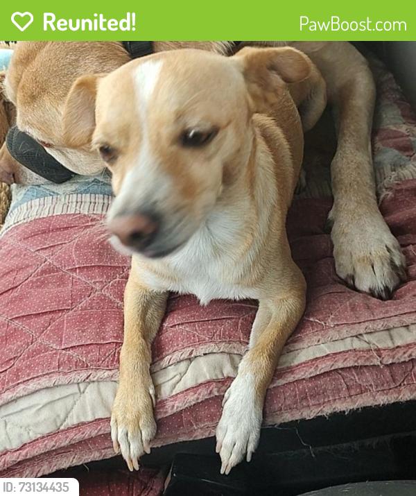 Reunited Male Dog last seen Del paso blvd, Sacramento, CA 95815