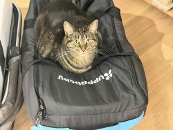 Lost Female Cat last seen Near Pitner Ave, Evanston, IL 60202