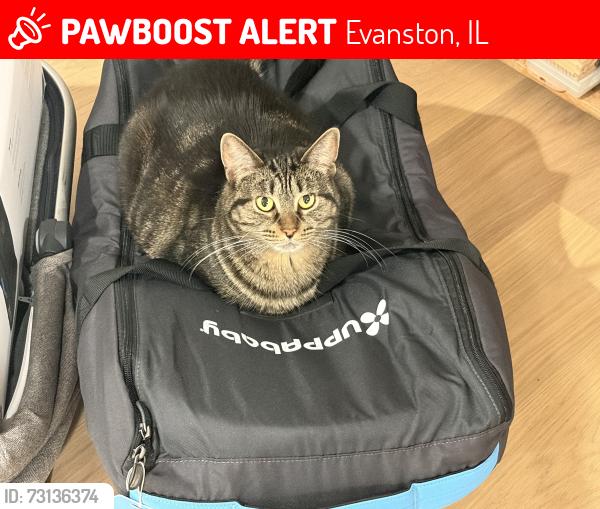 Lost Female Cat last seen Near Pitner Ave, Evanston, IL 60202