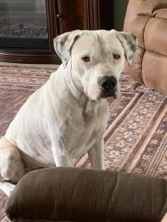 Found/Stray Male Dog last seen Near & bicycle road, Panama City, FL 32404