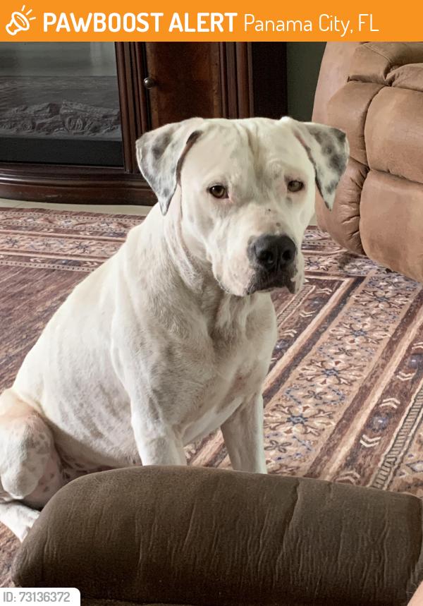 Found/Stray Male Dog last seen Near & bicycle road, Panama City, FL 32404