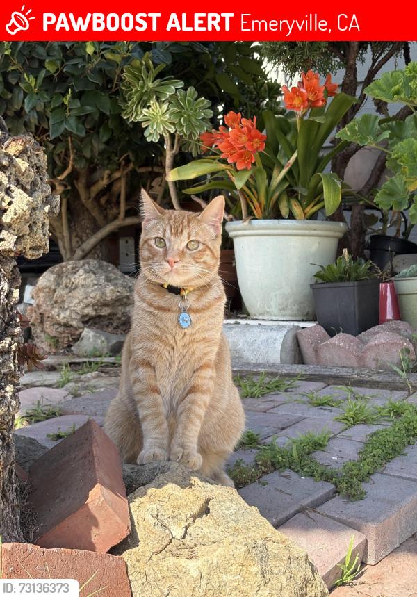 Lost Male Cat last seen Linden st, Emeryville, CA 94608