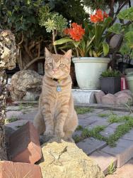 Lost Male Cat last seen Linden st, Emeryville, CA 94608