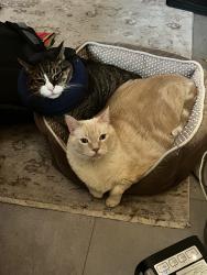 Reunited Male Cat last seen Near Foxcreek Drive, Richardson Texas, Richardson, TX 75082