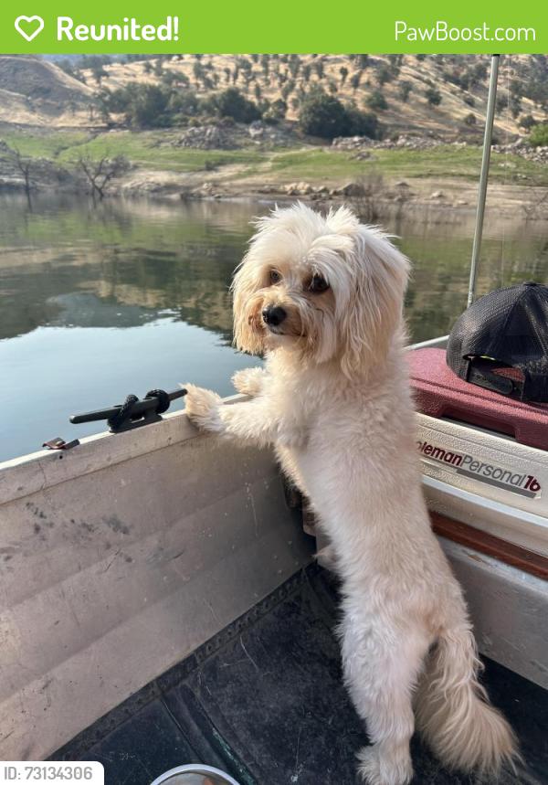 Reunited Male Dog last seen Mount whintey high school, Visalia, CA 93277
