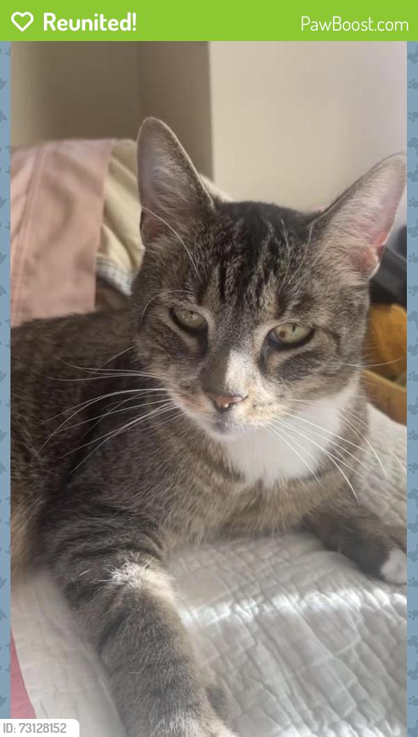 Reunited Male Cat last seen Main Street village, New Brighton, MN 55112