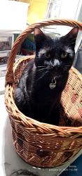 Lost Male Cat last seen Glenbrook shopping center, Stamford, CT 06907
