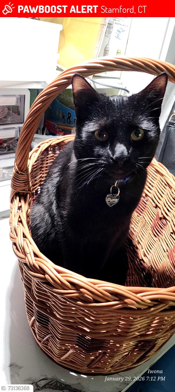 Lost Male Cat last seen Glenbrook shopping center, Stamford, CT 06907