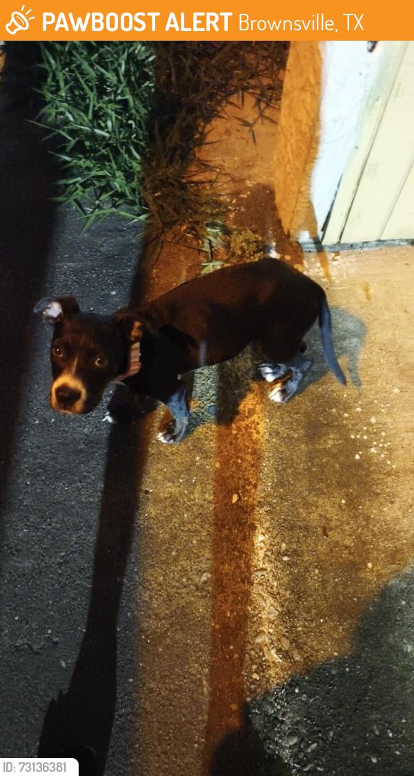 Found/Stray Female Dog last seen Next to a stripes posada de las palmas apmts, Brownsville, TX 78521
